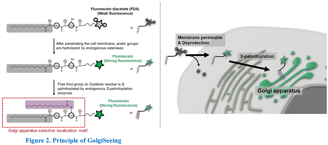 Golgiseeing-Golgi Apparatus Green-FNK-FDV-0053_figure 2-Diagnocine